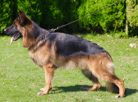 シェパード種牡犬