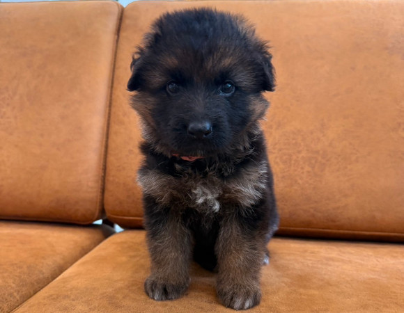 子犬1