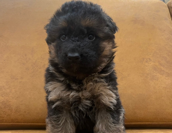 シェパ子犬1