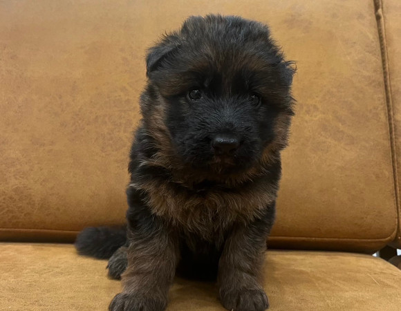 シェパ子犬2
