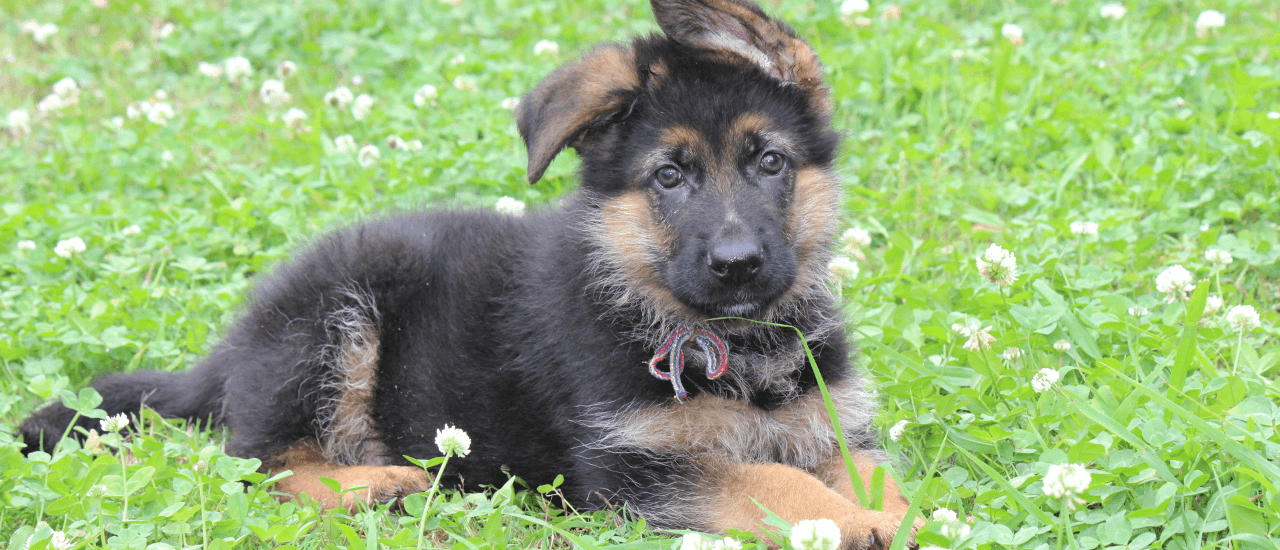 ジャーマン シェパード子犬販売 北九州市八幡警察犬訓練所